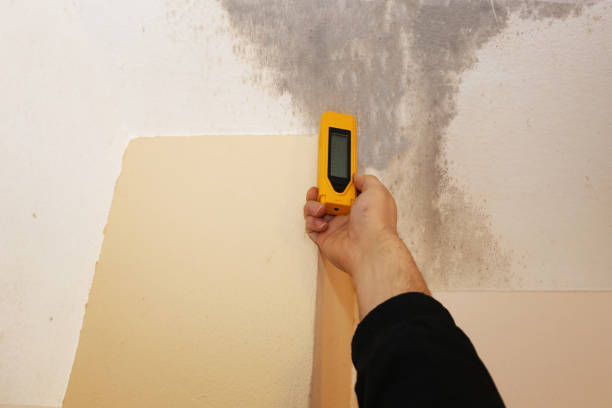 Best Attic Mold Removal  in Pine Brook, NJ