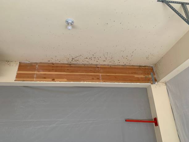 Best Environmental Consulting for Mold Prevention  in Pine Brook, NJ