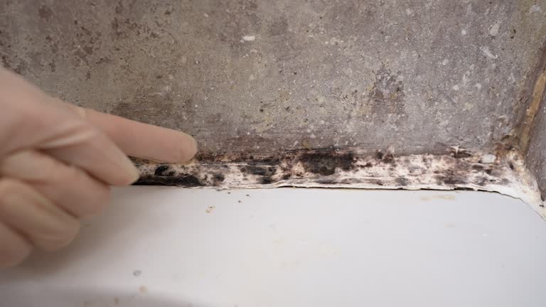 Best Mold Damage Restoration  in Pine Brook, NJ