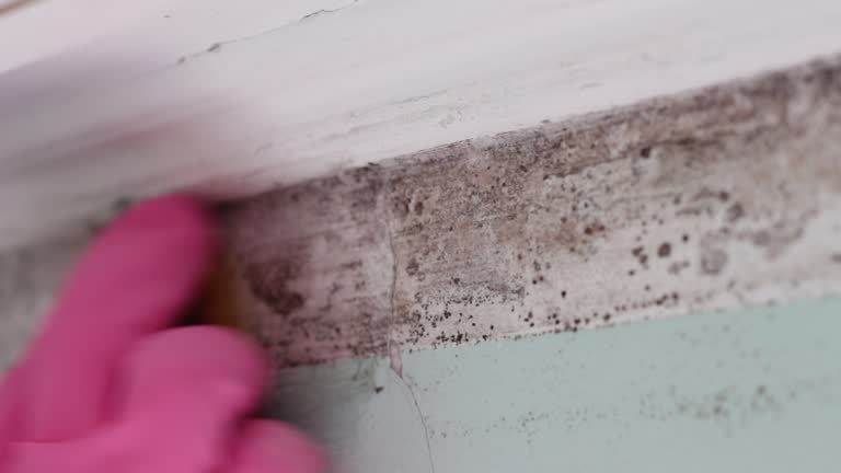 Best Black Mold Removal  in Pine Brook, NJ